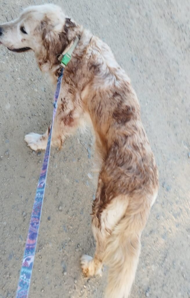 necesidades de los perros al comprar una casa